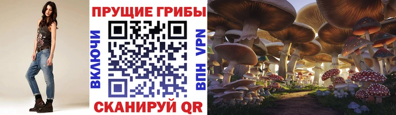 OMG ссылки  Щёлкино  Псилоцибиновые грибы прущие грибы 